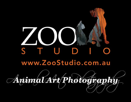 Winner small image - Zoo Studio
