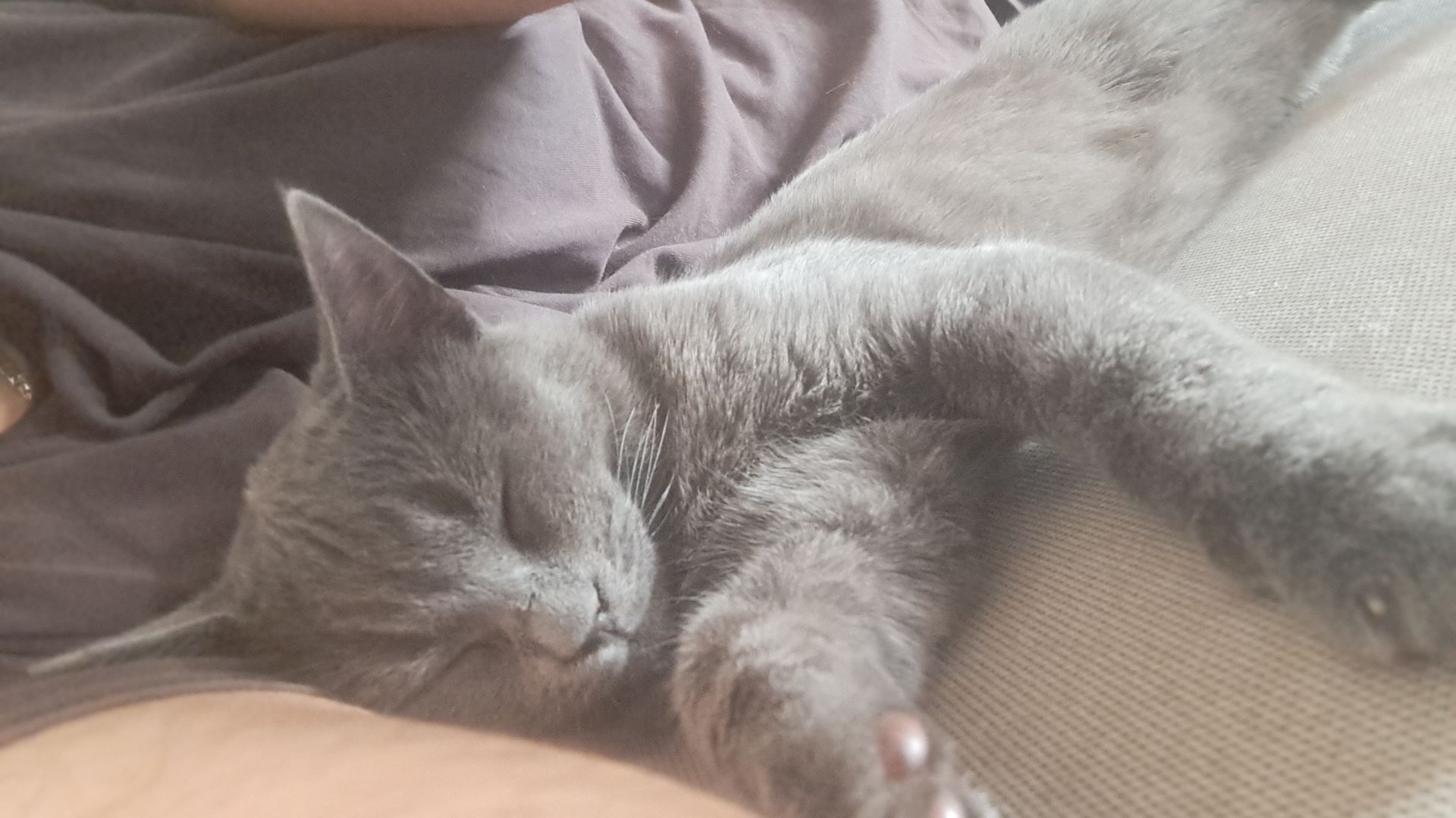 Winner small image - Chevik Its