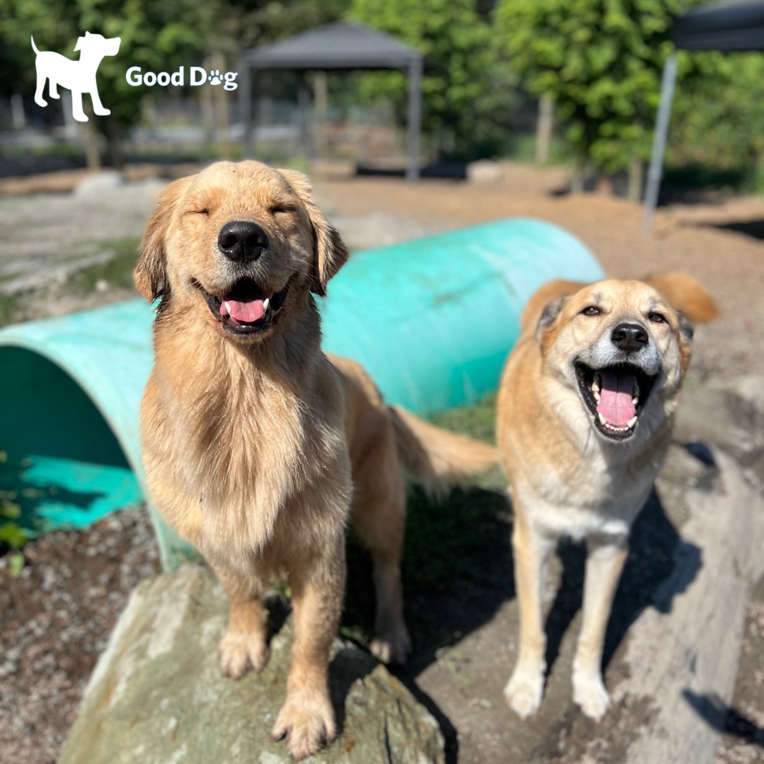 Winner small image - Good Dog