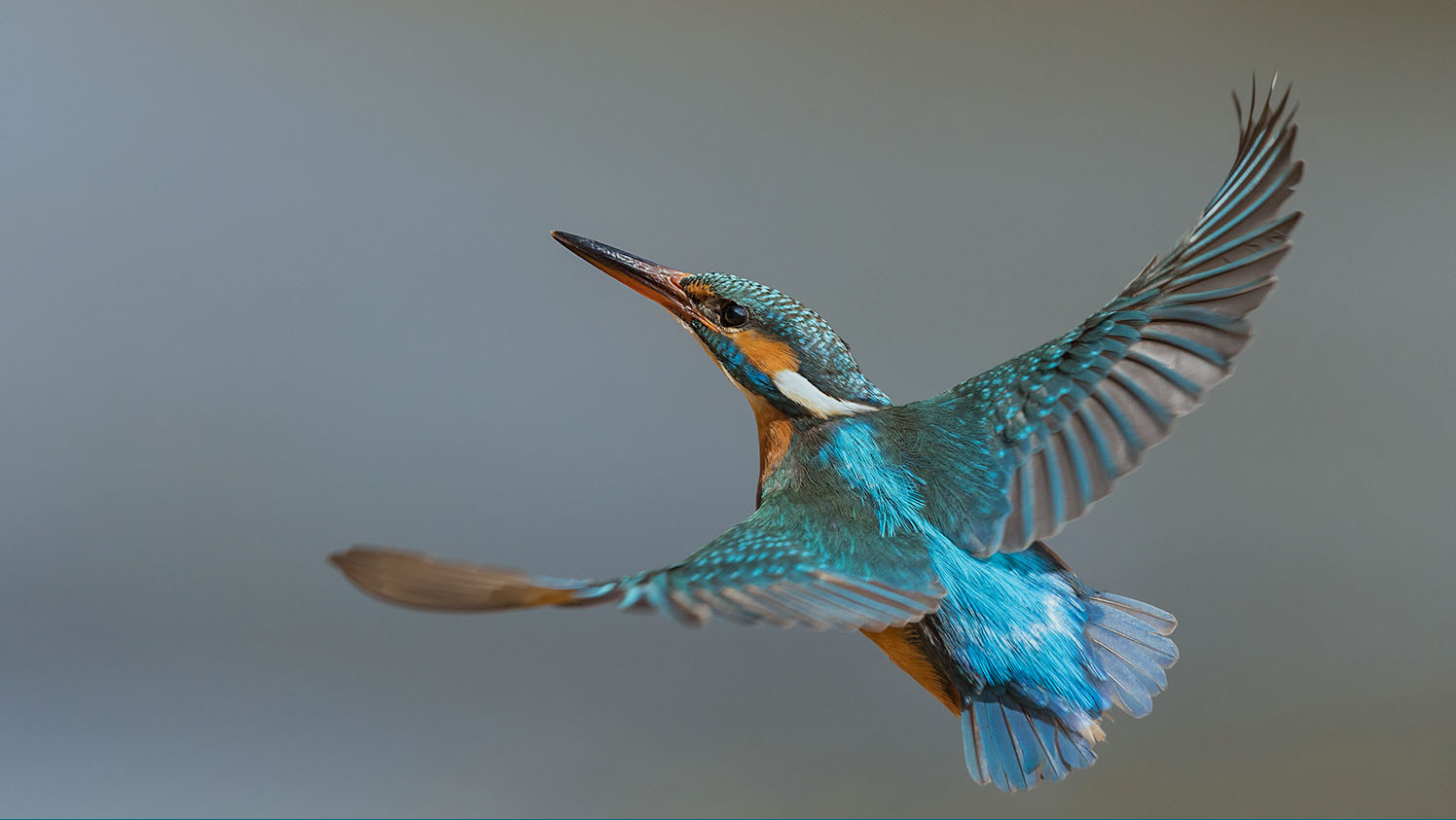 Winner small image - Strides