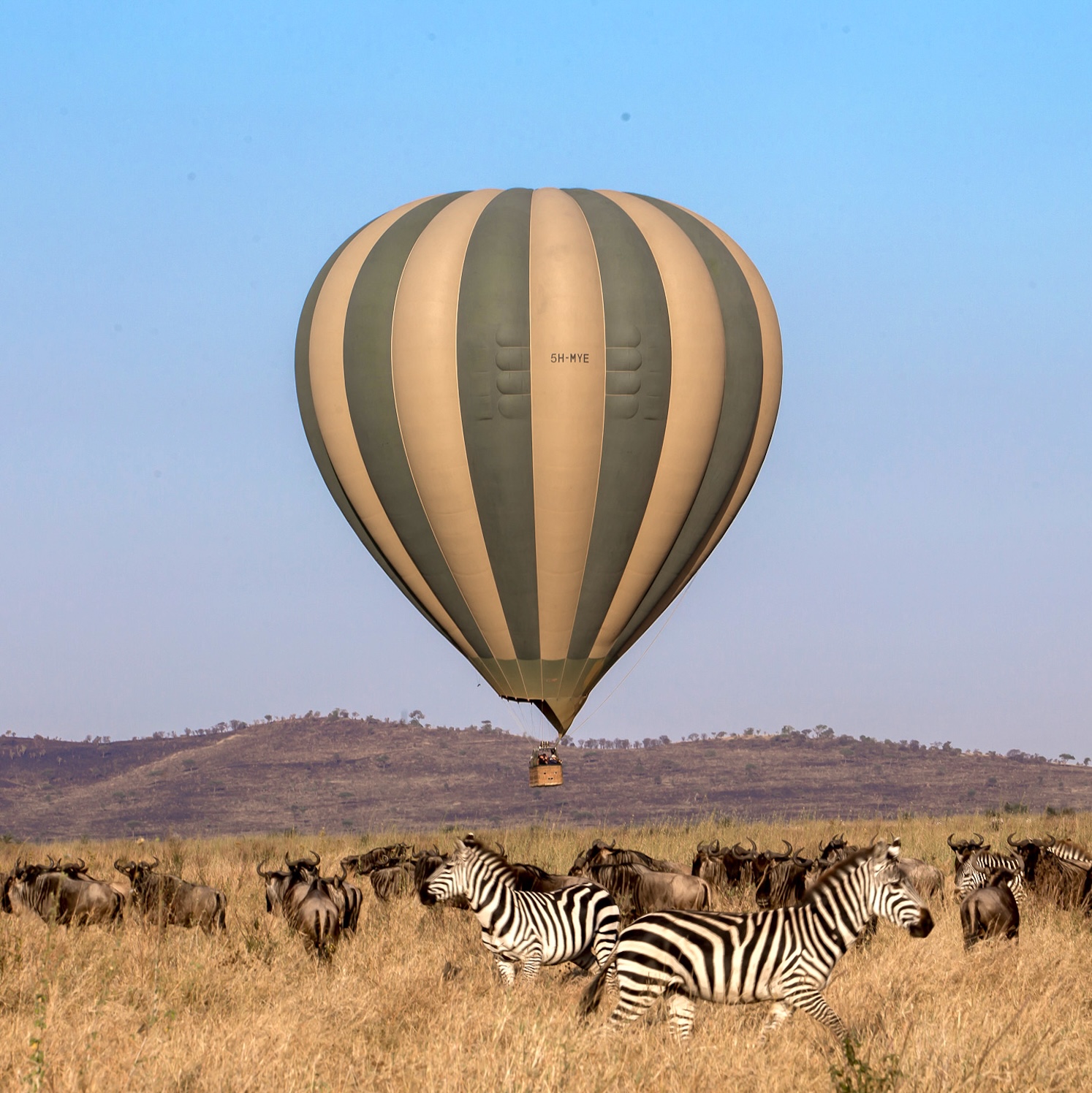 Winner small image - Serengeti Balloon Safaris