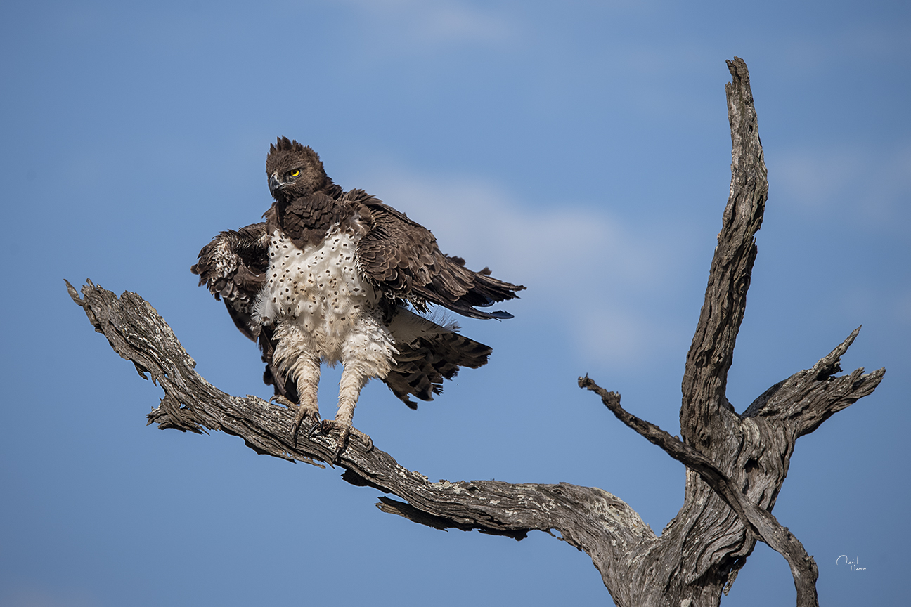 Winner small image - Bearded Heron Safaris