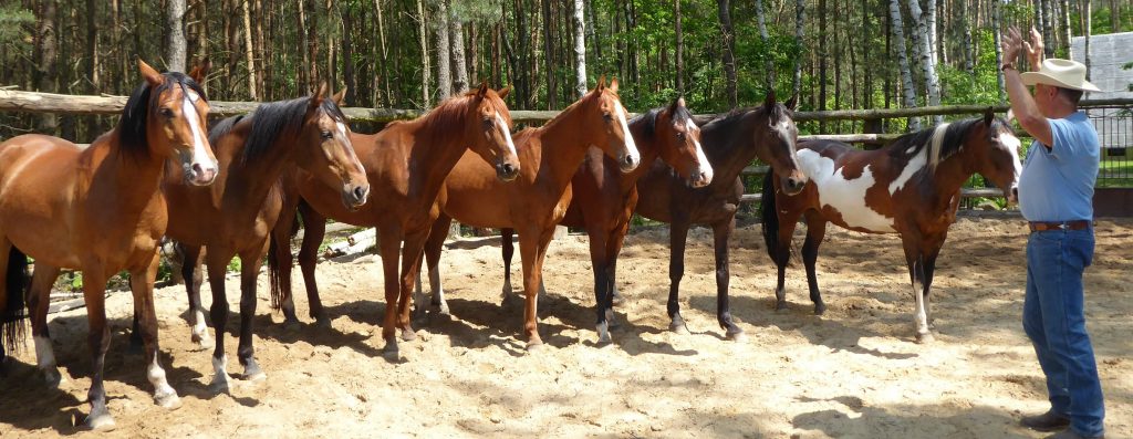 Winner small image - JNBT Horsemanship Academy